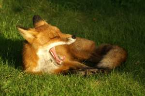 Imagem da matéria: Corretoras Que Usam Mesmo Sistema da Foxbit Não Voltarão Nesta Quarta