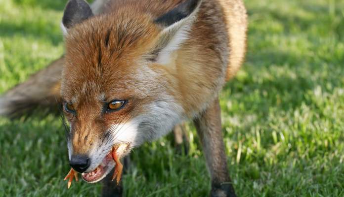 Imagem da matéria: Foxbit Publica Texto Sobre Pirâmides com Indiretas à Atlas