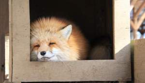 Imagem da matéria: Foxbit Lança Novo Site, Plataforma Atrasa e Blinktrade vira Rival