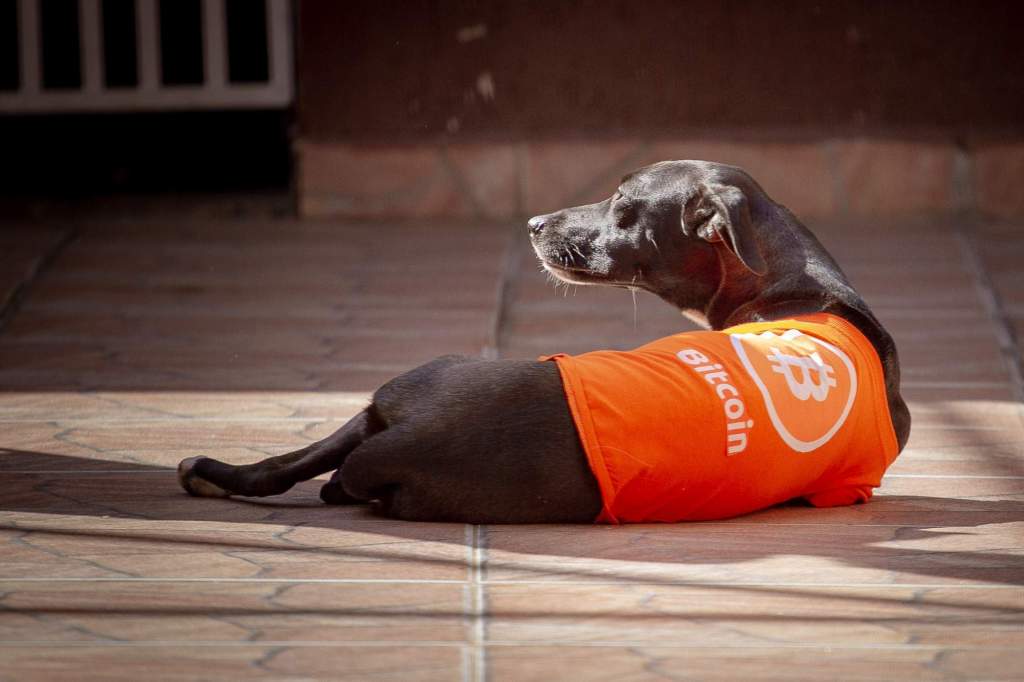 Imagem da matéria: ONG que abriga cachorros vítimas de maus-tratos passa a aceitar doações em Bitcoin