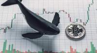Imagem da matéria: Baleias acumularam muito Bitcoin durante o mercado de baixa, diz pesquisa