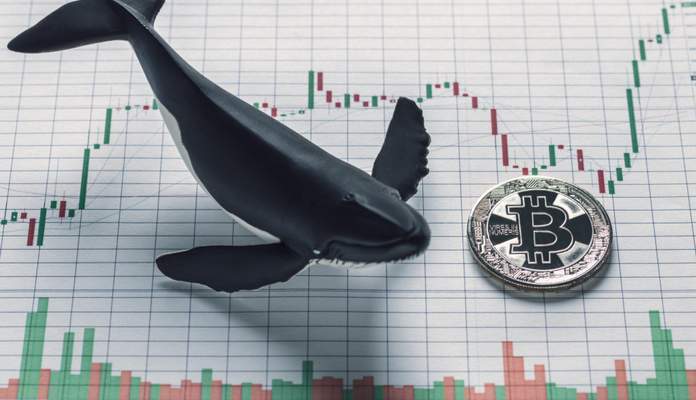 Imagem da matéria: Baleias lucram na alta do bitcoin, enquanto investidores de varejo patinam, revela relatório