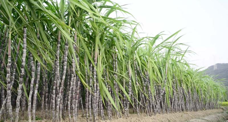 Imagem da matéria: Governo libera R$ 1 milhão para projeto que prevê rastreamento de cana-de-açúcar em blockchain