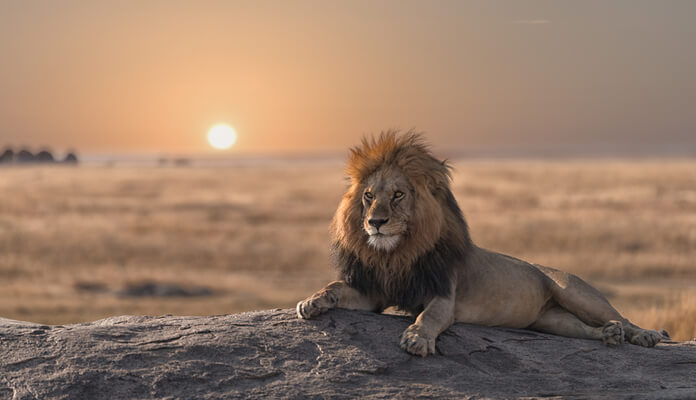 Leão sob uma pedra e ao fundo o sol no horizonte
