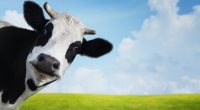 Imagem da matéria: Empresa argentina vende criptomoedas que diz ter lastro em vacas grávidas