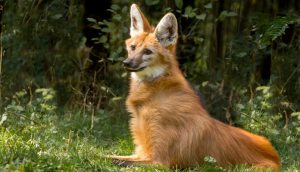 Imagem da matéria: Banco Central anuncia lançamento de cédula de 200 reais e nega retrocesso em relação ao PIX