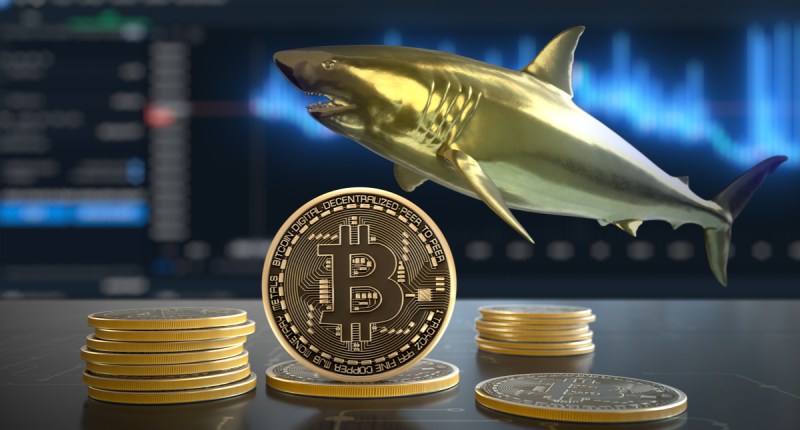Imagem da matéria: Sardinhas acumulam mais bitcoin, enquanto baleias descansam, diz relatório