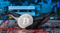 Imagem da matéria: Nona maior baleia de bitcoin do mundo compra 7.000 BTCs durante queda