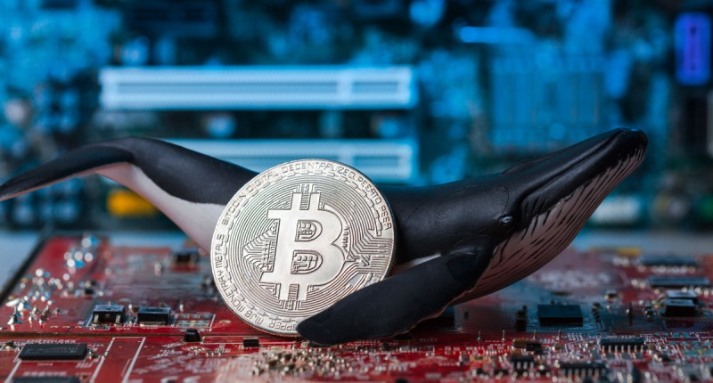 Imagem da matéria: Baleia misteriosa transfere R$ 10 bilhões na rede do Bitcoin e paga R$ 4 em taxas