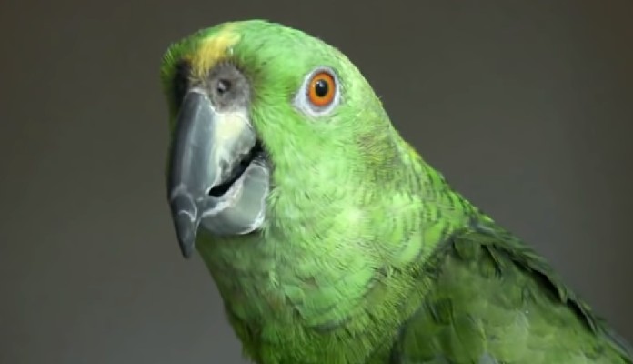 Imagem da matéria: Criador do "Cala Boca Galvão" cria NFT do vídeo viral