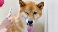 Imagem da matéria: Criptomoedas meme Dogecoin e Shiba Inu têm semana de forte alta