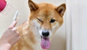 Imagem da matéria: Criptomoedas meme Dogecoin e Shiba Inu têm semana de forte alta