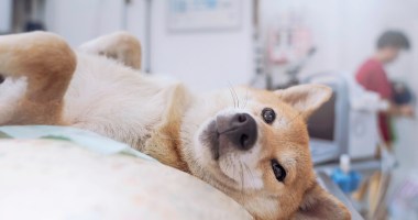 Imagem da matéria: Dogecoin e Shiba Inu disparam em final de semana de alta das criptomoedas