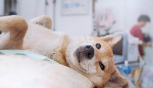 Imagem da matéria: Dogecoin e Shiba Inu disparam em final de semana de alta das criptomoedas