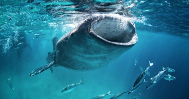 Imagem da matéria: Baleias aproveitam desespero de sardinhas e compram US$ 3 bilhões em bitcoin