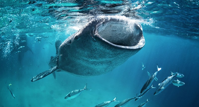 Imagem da matéria: Baleias aproveitam desespero de sardinhas e compram US$ 3 bilhões em bitcoin