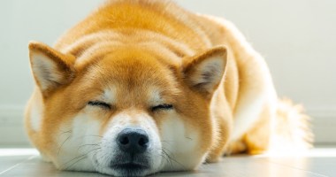 Imagem da matéria: Dogecoin (DOGE) cai 15% e atinge a pior cotação em dois meses