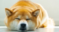 Imagem da matéria: Dogecoin (DOGE) cai 15% e atinge a pior cotação em dois meses