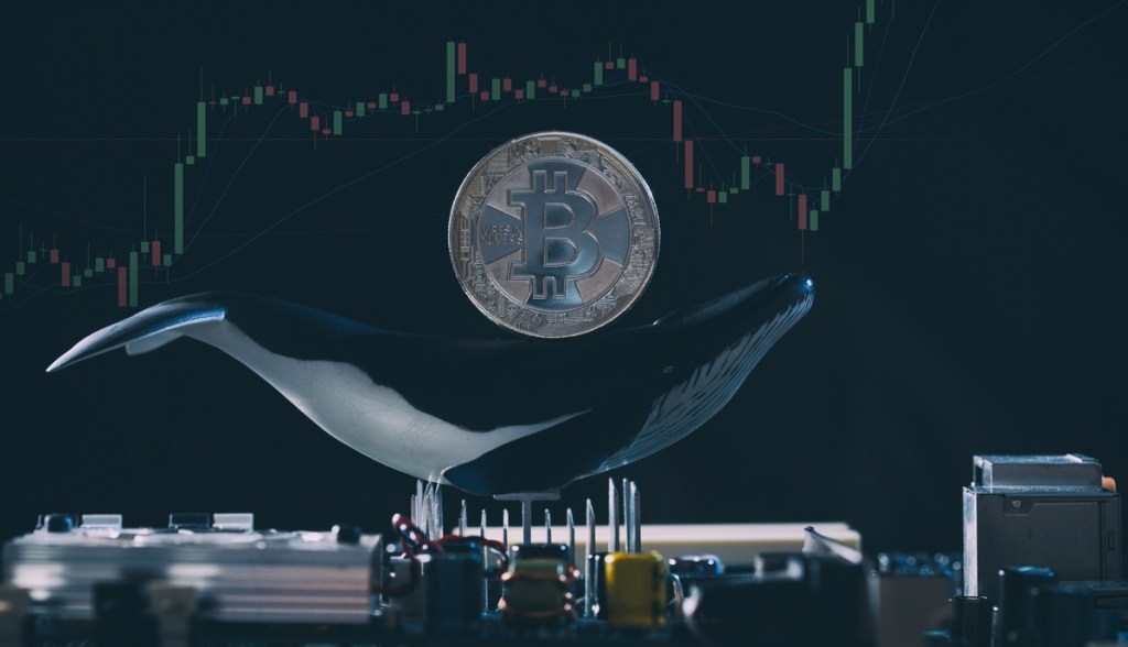 Imagem da matéria: Baleia movimenta mais de 2 mil bitcoins que estavam parados há oito anos