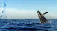 Imagem da matéria: Baleias de Ethereum (ETH) movimentam quase US$ 1 bilhão em um dia