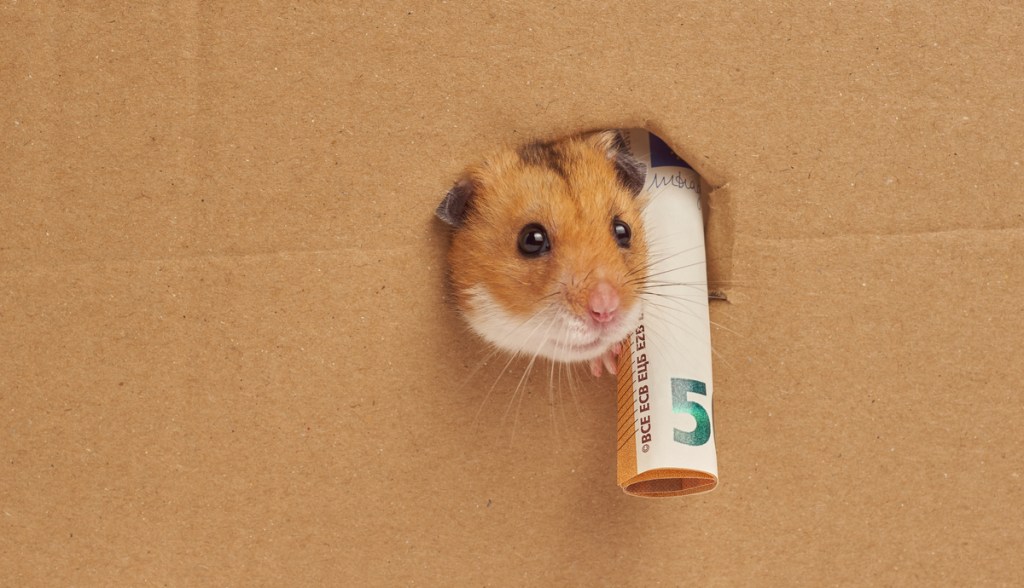 Imagem da matéria: Hamster trader vira shitcoin e dispara 188% após piada de Elon Musk