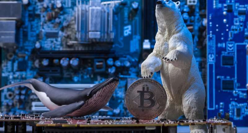 Imagem da matéria: Baleia com mais bitcoins do mundo compra mais 321 BTCs na queda
