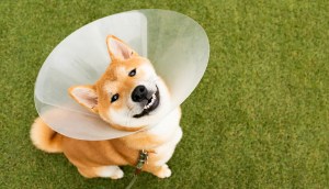 Imagem da matéria: Shiba Inu sobe 13% após baleia fazer mega compra de 4 trilhões de SHIB