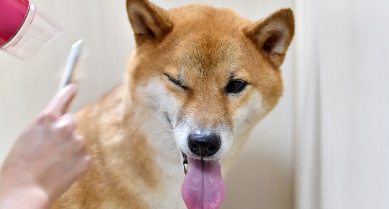 Imagem da matéria: Dogecoin e Shiba Inu registram quedas drásticas; será o fim do auge das meme coins?