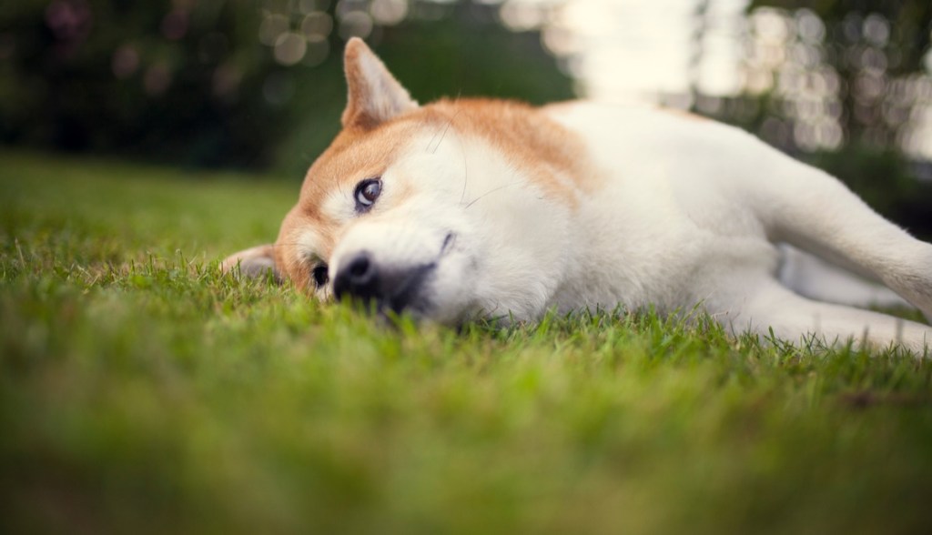 Imagem da matéria: Sem Shiba Inu: Robinhood não irá listar novas criptomoedas por enquanto