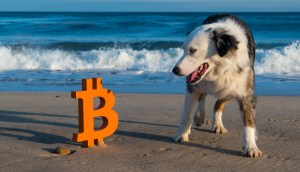 Imagem da matéria: El Salvador inaugura hospital veterinário construído com Bitcoin