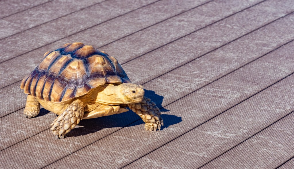 Imagem da matéria: A transação que demorou 213 dias para ser confirmada no Ethereum