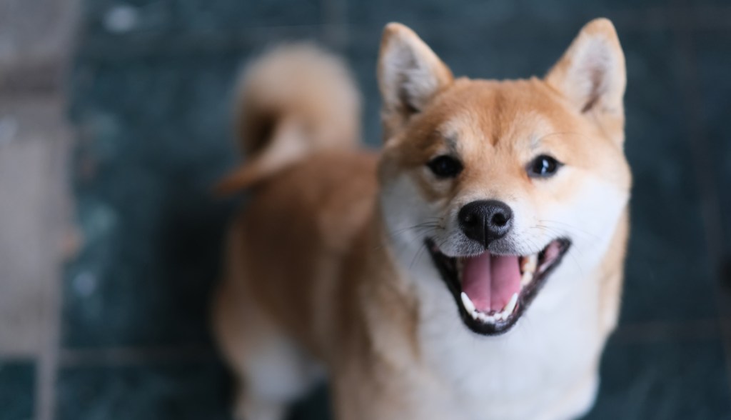 Cãozinho Shiba Inu
