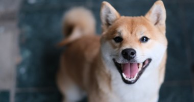 Cãozinho Shiba Inu