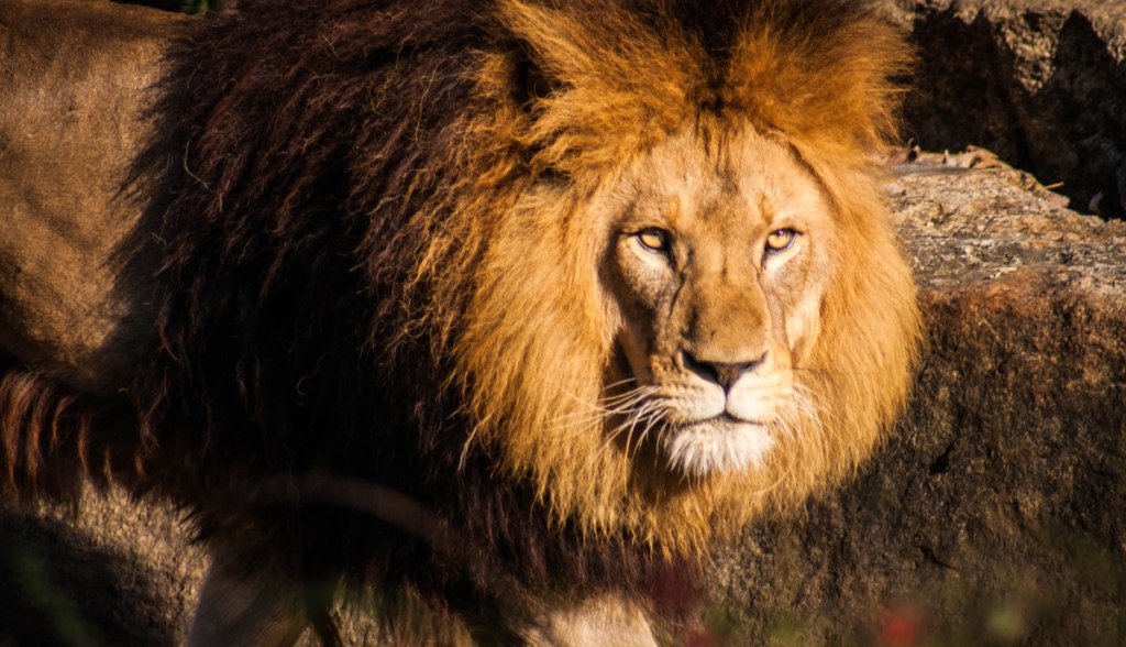 Retrato de um leão lindo e majestoso olhando para a câmera