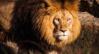 Retrato de um leão lindo e majestoso olhando para a câmera