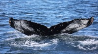Imagem da matéria: Instituições e “baleias” aproveitam queda no preço para aumentar estoques em criptomoedas