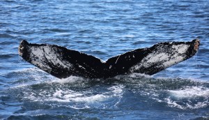 Imagem da matéria: Instituições e “baleias” aproveitam queda no preço para aumentar estoques em criptomoedas