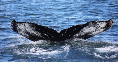 Imagem da matéria: Instituições e “baleias” aproveitam queda no preço para aumentar estoques em criptomoedas