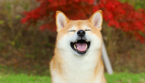 Imagem da matéria: Manhã Cripto: Dogecoin dispara 7% e lidera rali das altcoins; XRP e Solana seguem alta