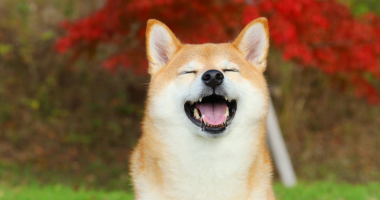 Imagem da matéria: Dogecoin salta 18% e supera US$ 0,22 pela 1ª vez desde 2021