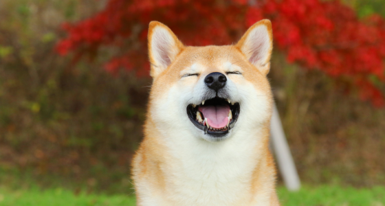Imagem da matéria: Dogecoin salta 18% e supera US$ 0,22 pela 1ª vez desde 2021