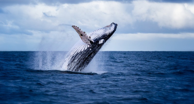 Baleia saltando no oceano