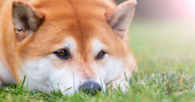 Imagem da matéria: Dogecoin e Shiba Inu despencam e já perdem mais de 10% no acumulado semanal