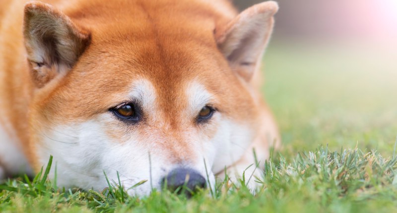Imagem da matéria: Dogecoin sofre forte oscilação após fake news sobre morte do mascote confundir investidores