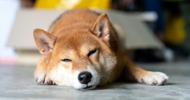 Imagem da matéria: Preço  de Dogecoin (DOGE) desaba após Twitter retomar símbolo original