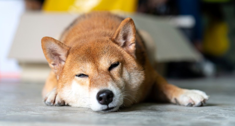 Imagem da matéria: Dogecoin é atingida pela turbulência no mercado e perde todos os ganhos acumulados durante a semana