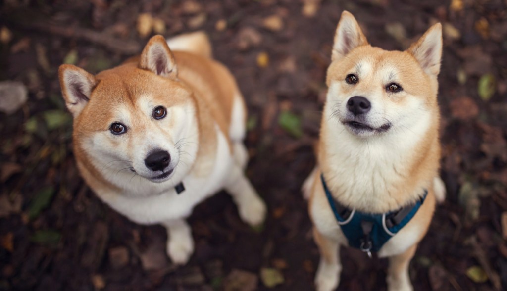 Imagem da matéria: Memecoins DOGE e SHIB vão na contramão do mercado e sobem mais de 10% na semana