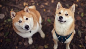 Imagem da matéria: Memecoins DOGE e SHIB vão na contramão do mercado e sobem mais de 10% na semana