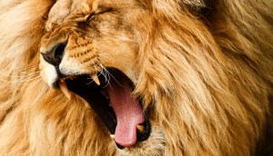 Imagem da matéria: Receita Federal terá curso que ensina a cobrar imposto de criptomoedas