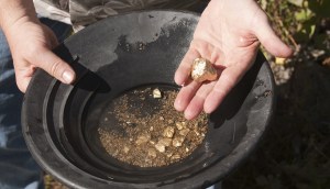 Pessoa segura bateia com vários pedaços de ouro